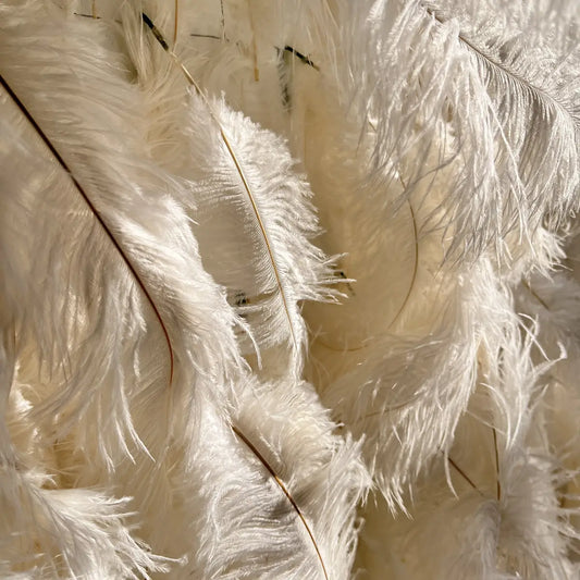 White feather under sunshine.