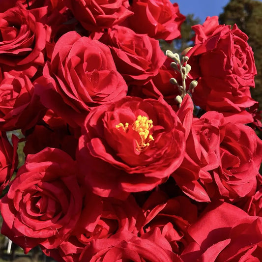 Flower Arch 6.5x6.5ft Red Roses Heart Shaped Floral Set Backdrop for Valentine's Day