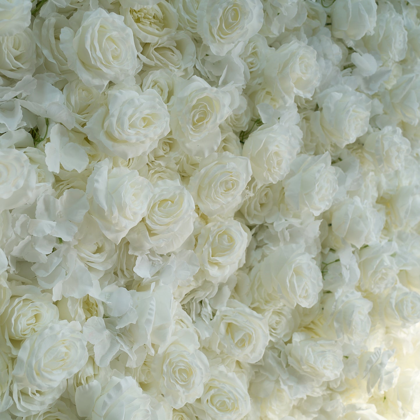 Vibrant colors give white rose flower walls detailed realism and beauty.